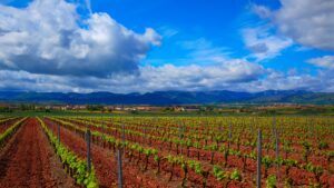 An image of a vineyard in Rioja Spain, known for its red soil and one of the most famous wine regions in the world. 