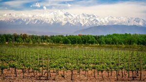 A photo of a vineyard at the foot of the Andes Mountains in Mendoza, Argentina, one of the most famous wine regions of the world.