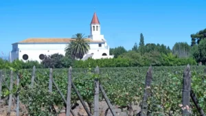 A photo of a vineyard in the Maipo Valley, Chile, one of the great wine regions of the world.