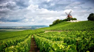 An image of the a vineyard in Champagne, one of the most famous wine regions in the world.