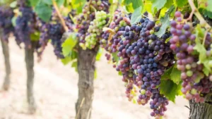 A photo of Cabernet Sauvignon grapes, one of the most common wine grape varieties in the world. 