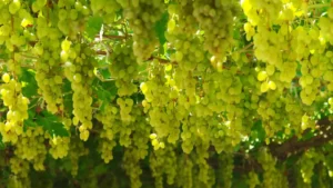 A photo of Chardonnay grapes, one of the most common wine grape varieties in the world. 