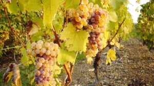 A photo of Chenin Blanc grapes, one of the most common wine grape varieties in the world. 