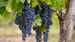 A photo of Merlot grapes, one of the most common wine grape varieties in the world. 