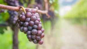 A photo of Pinot Grigio grapes, one of the most common wine grape varieties in the world. 