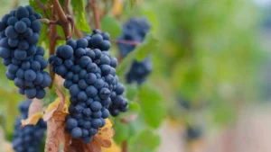 A photo of Pinot Noir grapes, one of the most common wine grape varieties in the world. 