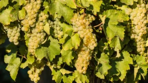 A photo of Riesling grapes, one of the most common wine grape varieties in the world. 