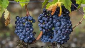 A photo of Sangiovese grapes, one of the most common wine grape varieties in the world. 