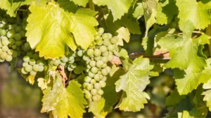 A photo of Sauvignon Blanc grapes, one of the most common wine grape varieties in the world. 