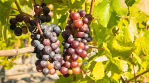 A photo of Shiraz or Syrah grapes, one of the most common wine grape varieties in the world. 